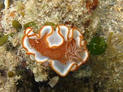 Glossodoris rufomarginata