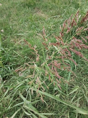 Sorghum halepense