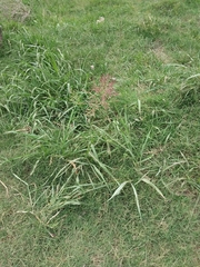 Sorghum halepense