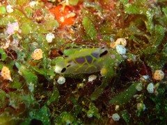 Halgerda formosa