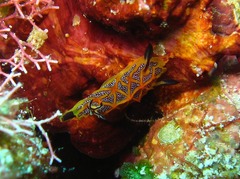 Halgerda indotessellata
