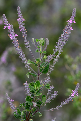 Aloysia macrostachya