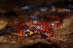 Pliocercus elapoides