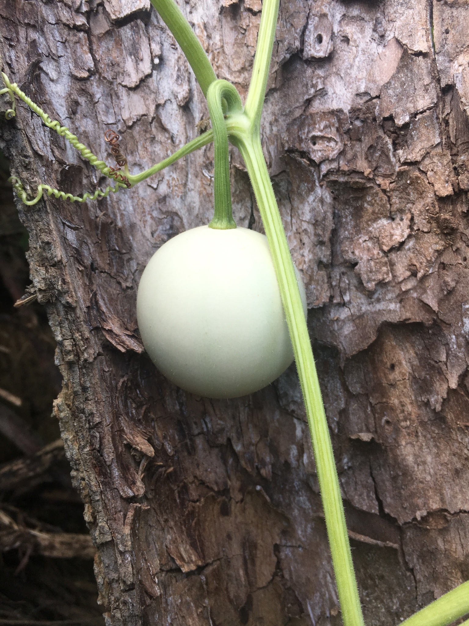 Cucurbita melopepo var. ozarkana