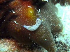 Hexabranchus