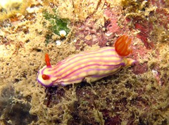 Hypselodoris whitei