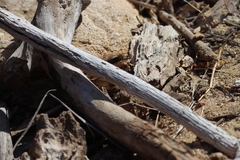 Urosaurus nigricauda