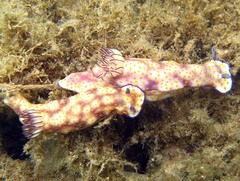 Hypselodoris pulchella