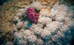 Dendronephthya hemprichi