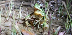 Hyla suweonensis
