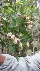 Clerodendrum madagascariense