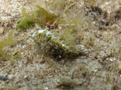 Limenandra rosanae