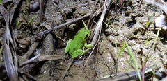 Hyla suweonensis