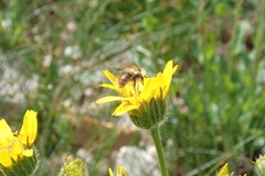Bombus mixtus