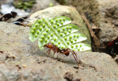 Acromyrmex octospinosus