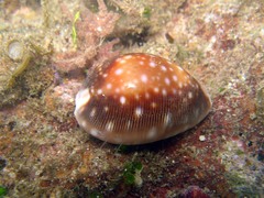 Lyncina vitellus