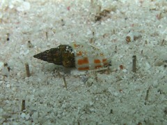 Mitra mitra