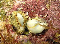 Monetaria annulus
