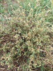 Angiospermae