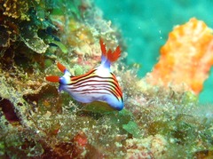 Nembrotha aurea