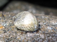 Nerita polita