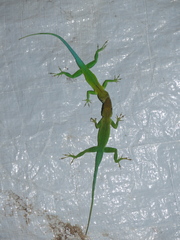 Anolis marmoratus