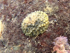 Onchidium