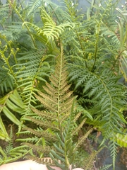 Pityrogramma austroamericana