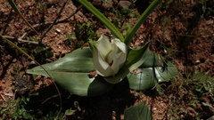 Colchicum capense ciliolatum
