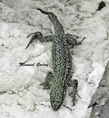 Liolaemus tenuis