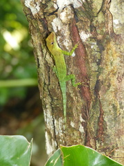 Anolis marmoratus