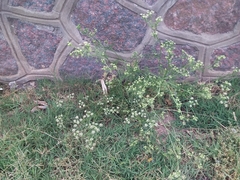 Apiaceae