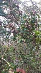 Clerodendrum madagascariense