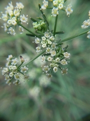 Apiaceae