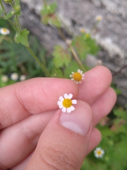 Perityle microglossa