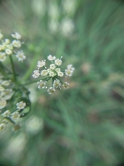 Apiaceae