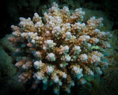 Acropora hemprichii