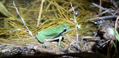 Hyla suweonensis