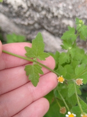 Perityle microglossa