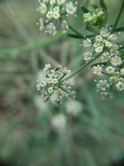 Apiaceae