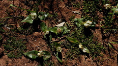 Colchicum capense ciliolatum
