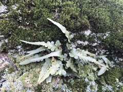 Asplenium pinnatifidum