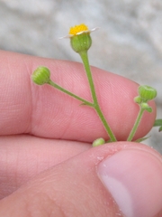 Perityle microglossa