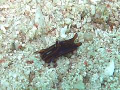 Philinopsis speciosa