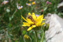 Bombus mixtus