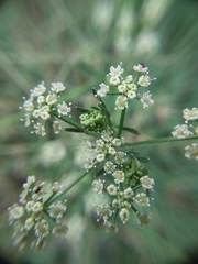 Apiaceae