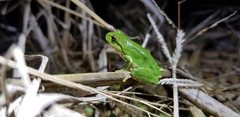 Hyla suweonensis