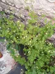 Perityle microglossa