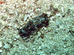 Philinopsis speciosa