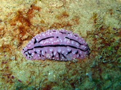 Phyllidiopsis gemmata